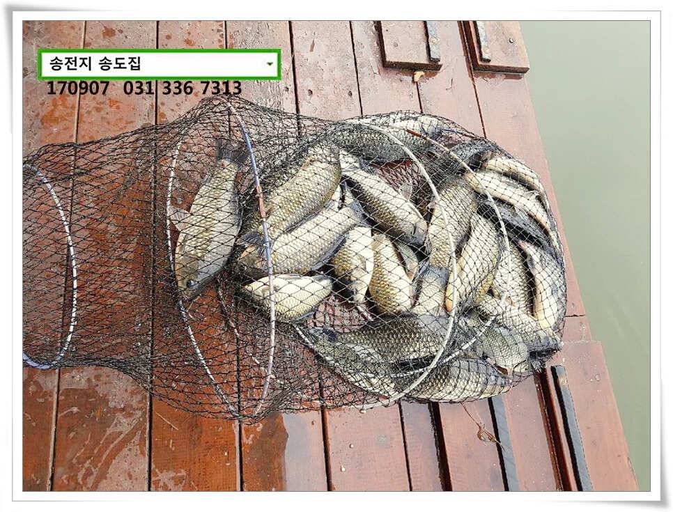 흩뿌린 비에송전지 송도좌대 조황 (유료터정보 - 유료터점주조황)