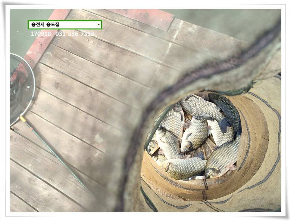 가을 분위기에송전지 송도 좌대 조황 (유료터정보 - 유료터점주조황)