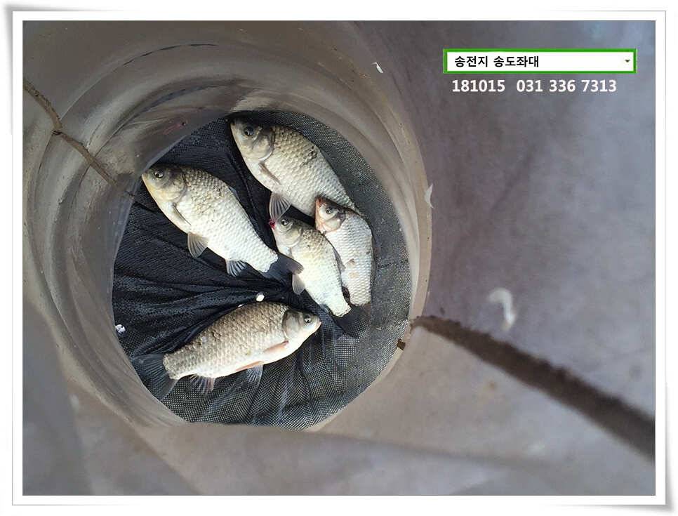 가을 첫 4짜 (유료터정보 - 유료터점주조황)