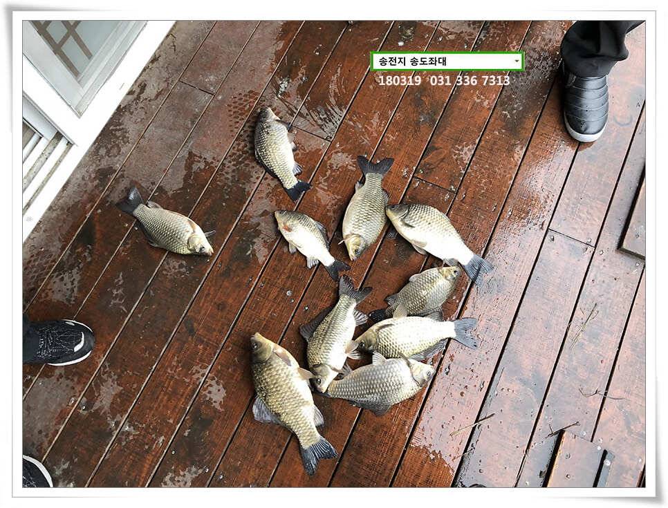 끄물끄물함에 대물 송전지 송도집 조황 (유료터정보 - 유료터점주조황)