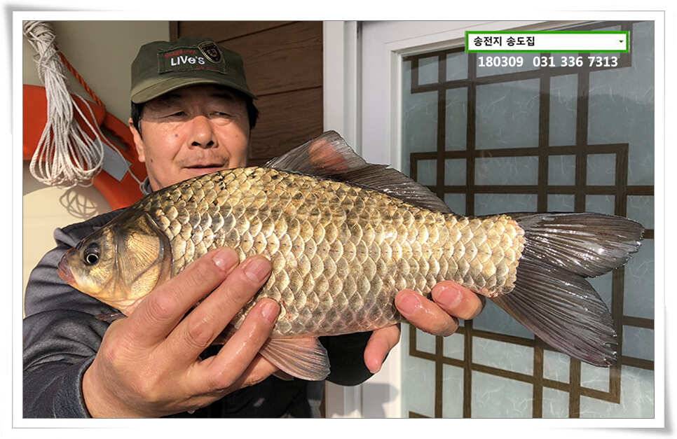 체고 더해지는송전지 송도집 조황 (유료터정보 - 유료터점주조황)