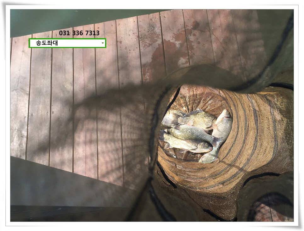 송전지 송도 좌대 조황 (유료터정보 - 유료터점주조황)