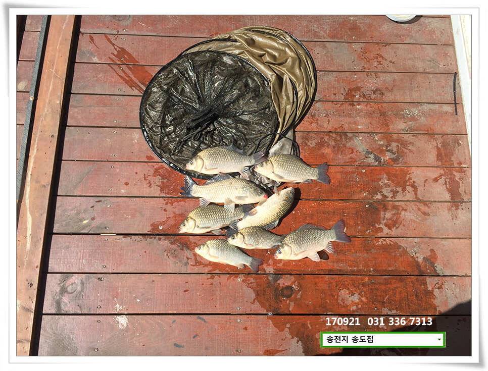 위치변경송전지 송도 좌대 조황 (유료터정보 - 유료터점주조황)
