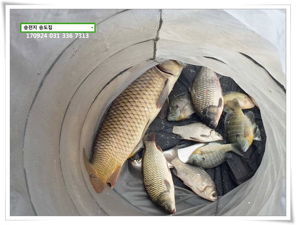 송전지 송도집 좌대 조황 (유료터정보 - 유료터점주조황)
