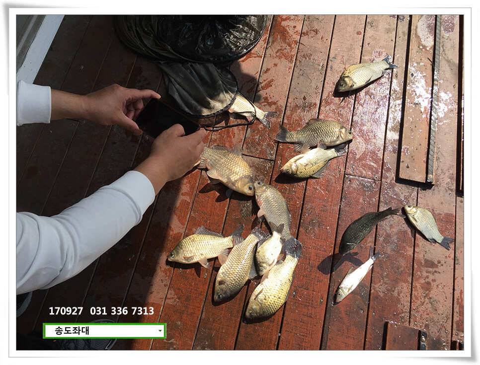 가을路 가을路송전지 송도집 좌대 조황 (유료터정보 - 유료터점주조황)