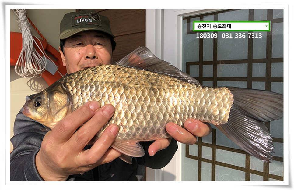 체고 더해지는송전지 송도집 조황 (유료터정보 - 유료터점주조황)