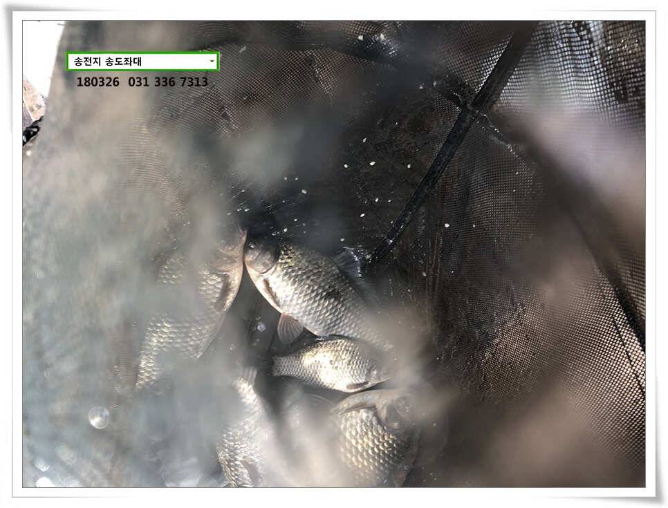 몸치레 준비중 송전지 송도집 좌대 조황 (유료터정보 - 유료터점주조황)