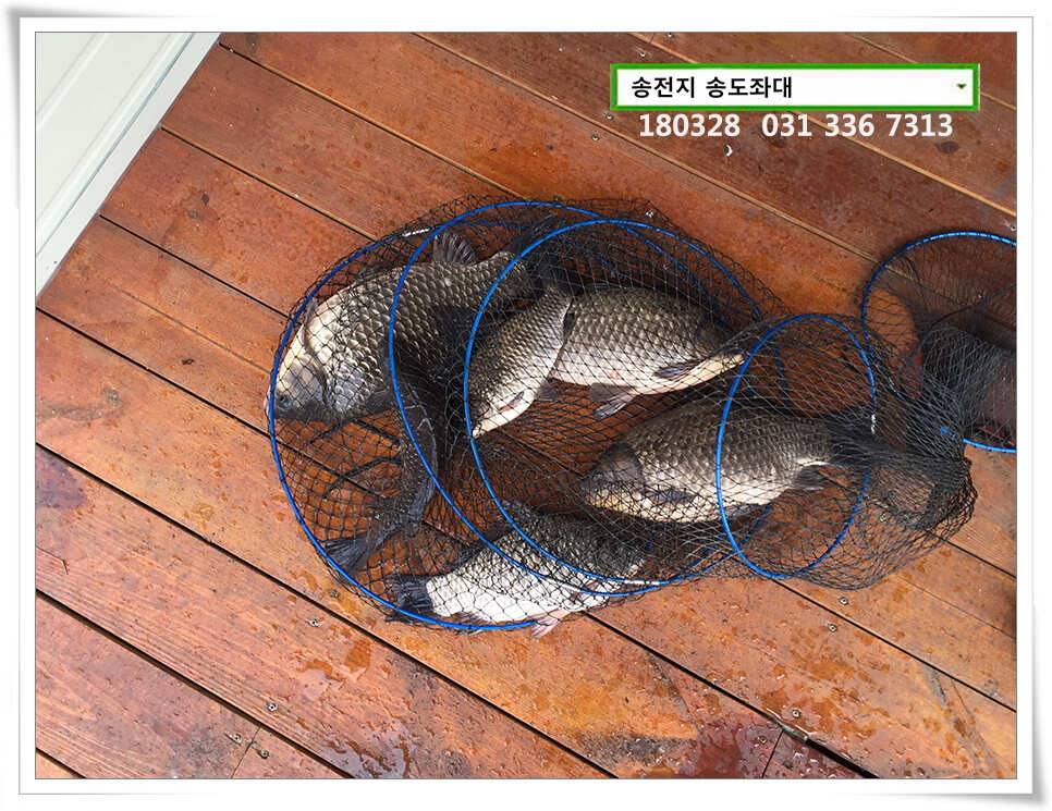 꽃피는 봄이 오면 송전지 송도집 조황 (유료터정보 - 유료터점주조황)