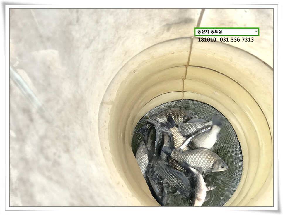 fish_pay_86f38_095116_50121.jpg
