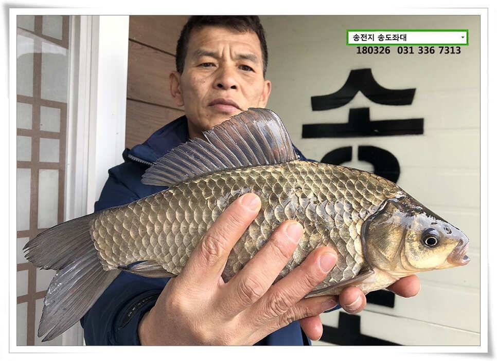 몸치레 준비중 송전지 송도집 좌대 조황 (유료터정보 - 유료터점주조황)