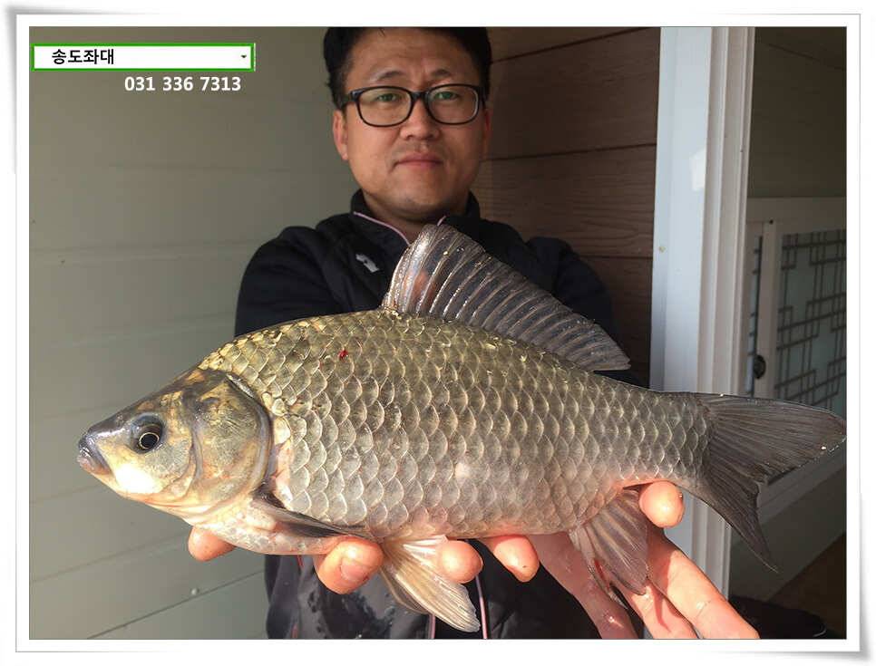입동송도좌대 조황 (유료터정보 - 유료터점주조황)
