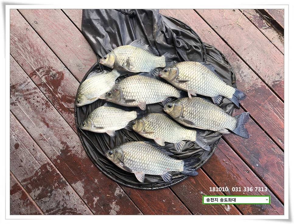 fish_pay_87b63_095041_89538.jpg