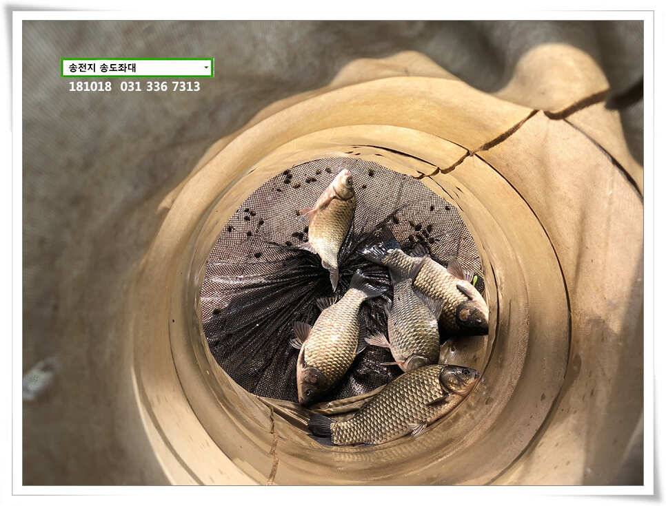대물붕어 꼬시기송전지 송도집 조황 (유료터정보 - 유료터점주조황)
