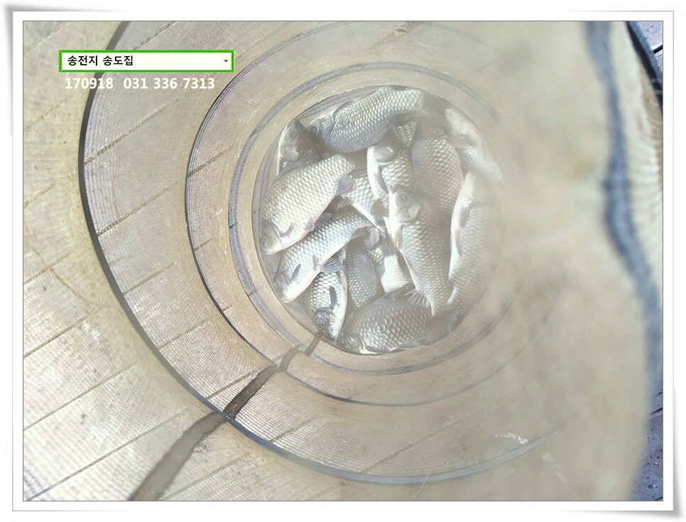 가을 분위기에송전지 송도 좌대 조황 (유료터정보 - 유료터점주조황)