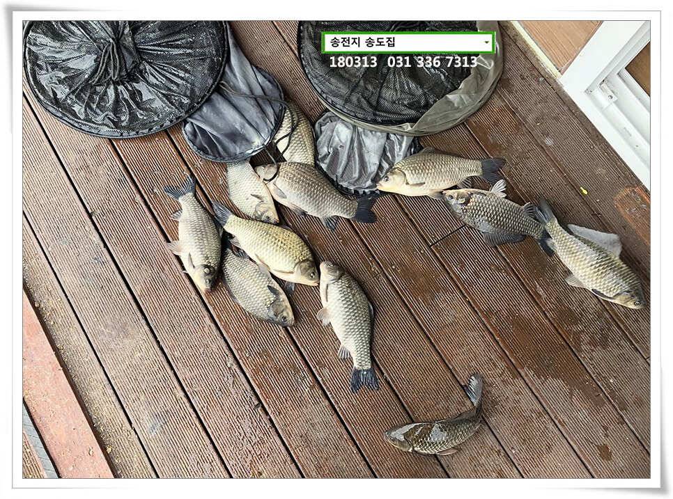 42cm 송전지 송도집 좌대 조황 (유료터정보 - 유료터점주조황)