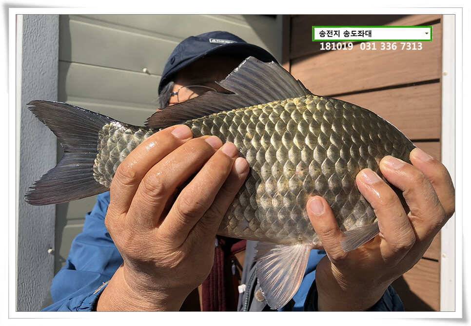 이어진 허리급 송전지 송도좌대 조황 (유료터정보 - 유료터점주조황)
