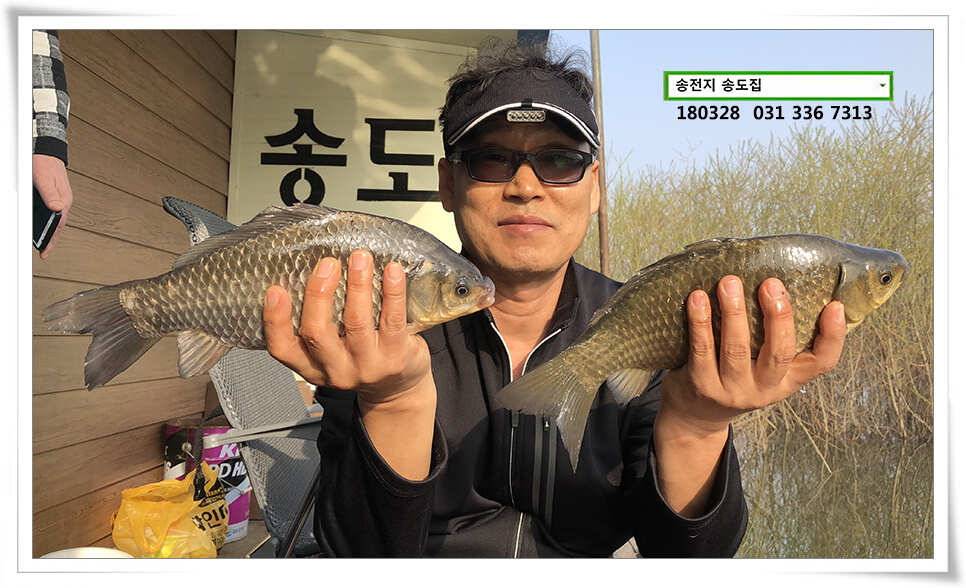 꽃피는 봄이 오면 송전지 송도집 조황 (유료터정보 - 유료터점주조황)