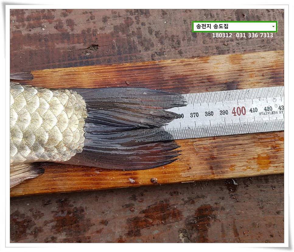 일기여건이 관건송전지 송도집 좌대 조황 (유료터정보 - 유료터점주조황)