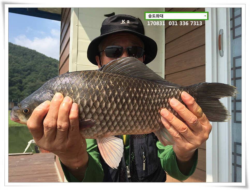 415cm 송전지 송도집 좌대 조황 (유료터정보 - 유료터점주조황)