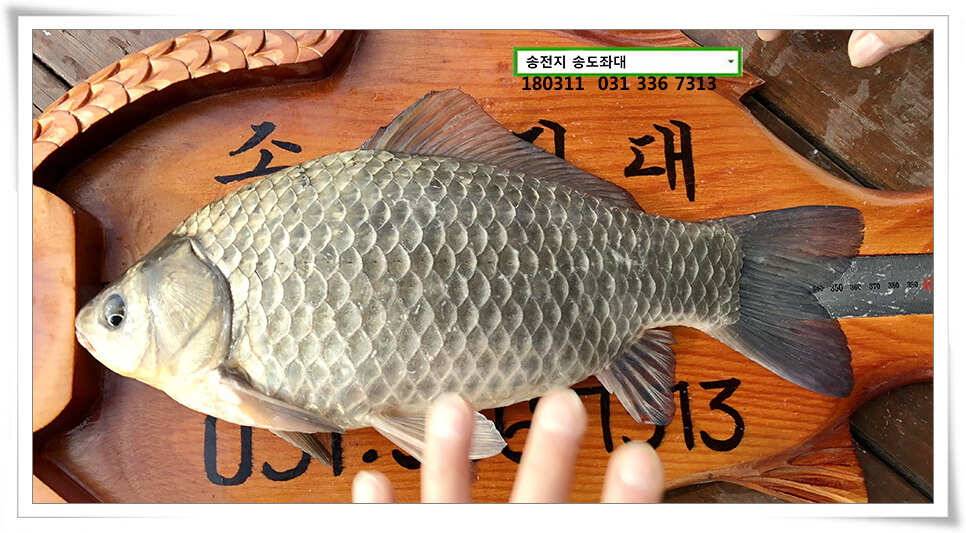 일기여건이 관건송전지 송도집 좌대 조황 (유료터정보 - 유료터점주조황)