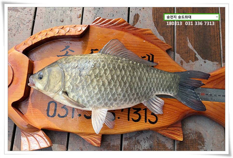 42cm 송전지 송도집 좌대 조황 (유료터정보 - 유료터점주조황)