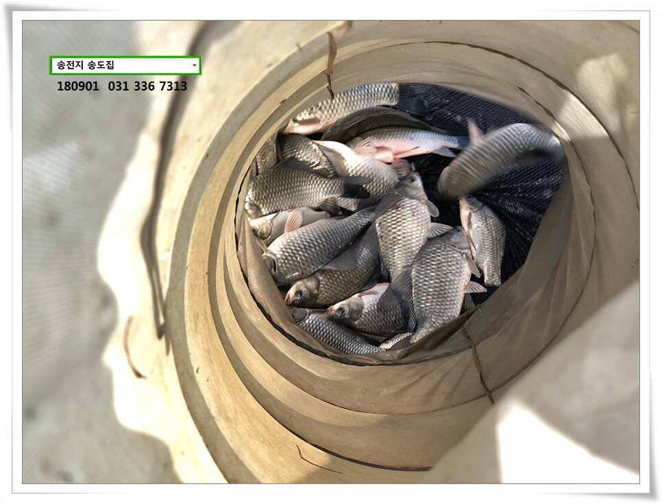 되찾은 수위 후 송도좌대 조황 (유료터정보 - 유료터점주조황)
