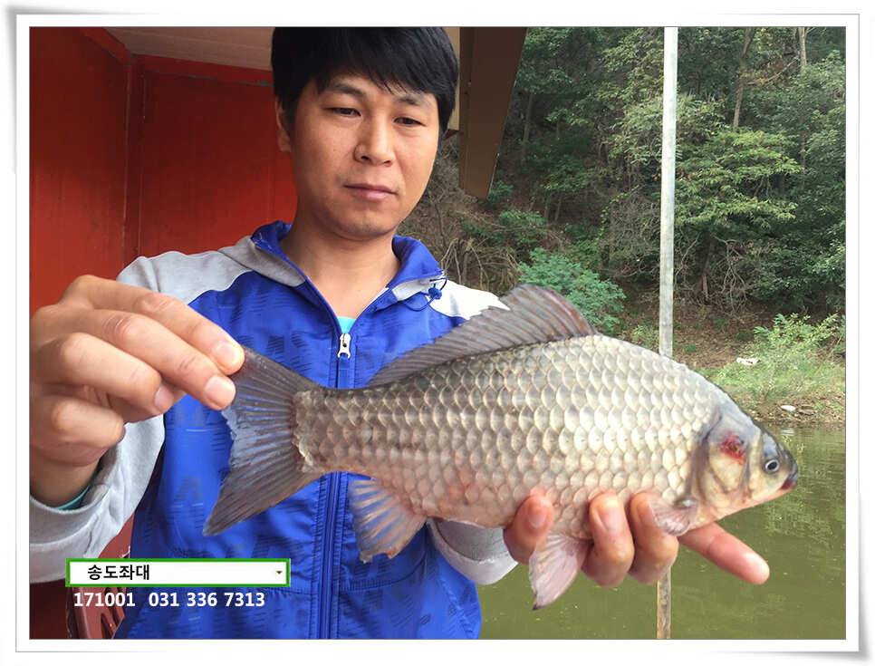 송전낚시터 송도좌대 조황 (유료터정보 - 유료터점주조황)