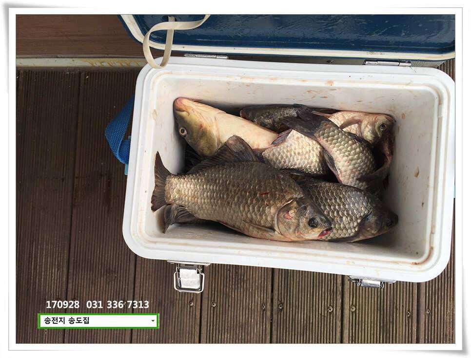 가을路 가을路송전지 송도집 좌대 조황 (유료터정보 - 유료터점주조황)