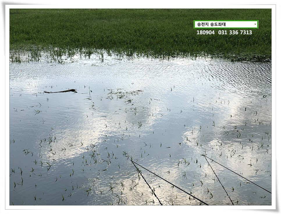 안정된 수위 송전지 송도좌대 조황 (유료터정보 - 유료터점주조황)