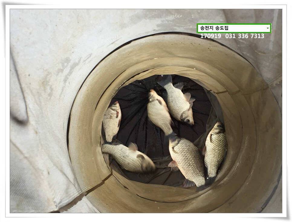 용인 송전낚시터 송도집 조황 (유료터정보 - 유료터점주조황)
