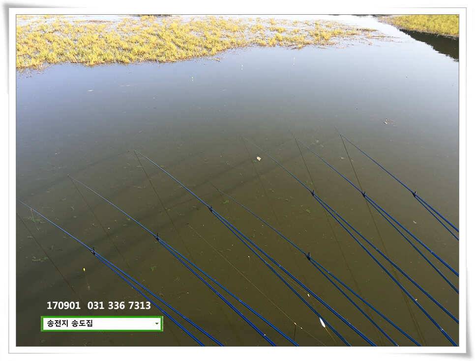 415cm 송전지 송도집 좌대 조황 (유료터정보 - 유료터점주조황)
