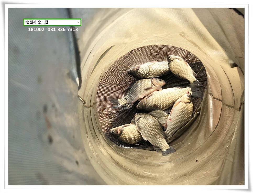 가을빛 붕어 (유료터정보 - 유료터점주조황)