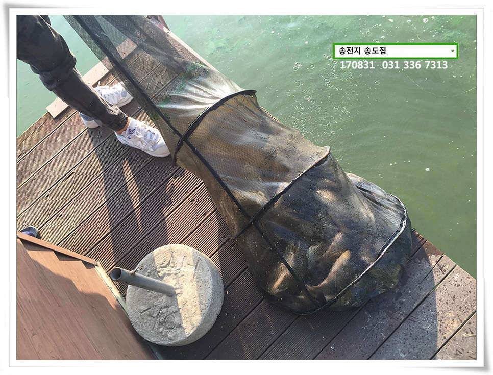 용인송전지 송도좌대 조황 (유료터정보 - 유료터점주조황)
