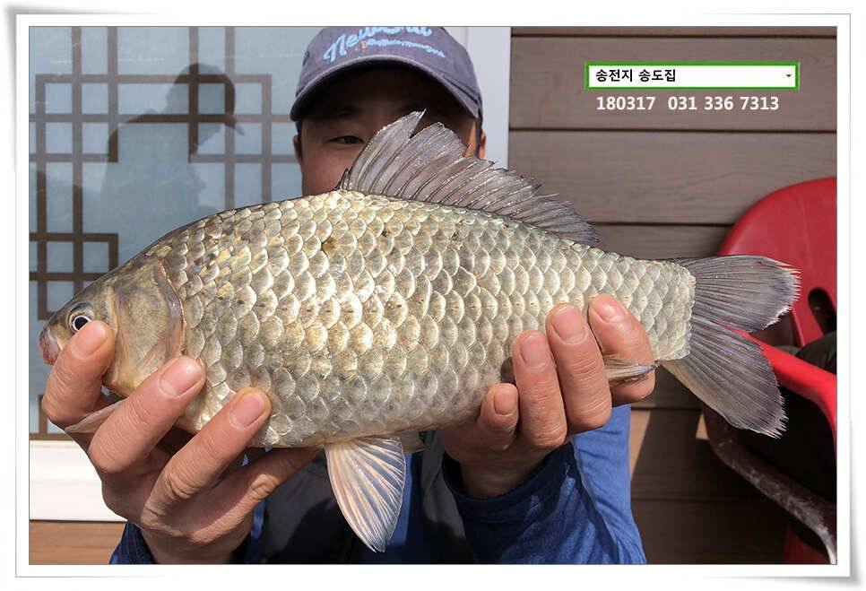 송전지 송전낚시터 송도집 좌대 조황 (유료터정보 - 유료터점주조황)