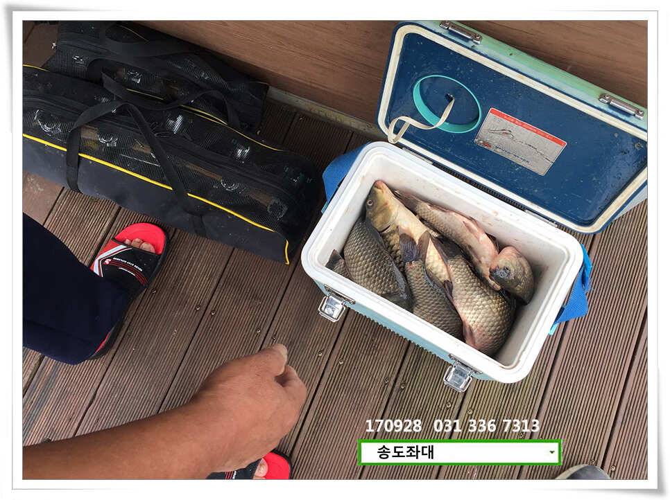 가을路 가을路송전지 송도집 좌대 조황 (유료터정보 - 유료터점주조황)