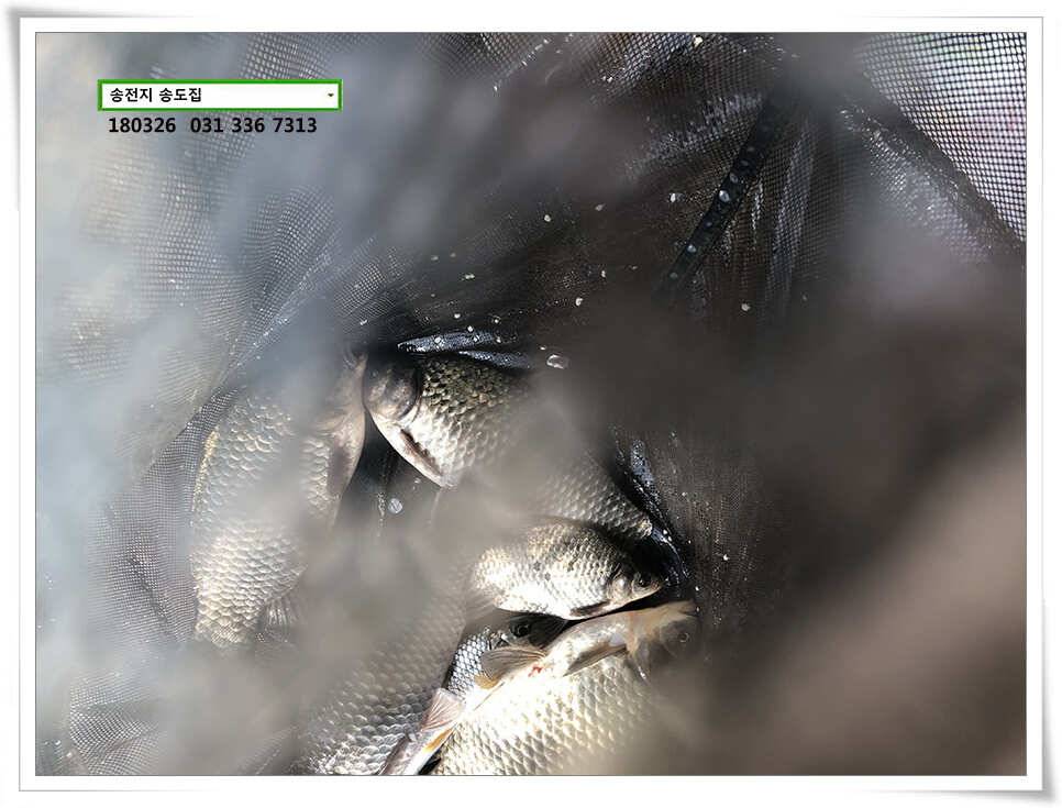 몸치레 준비중 송전지 송도집 좌대 조황 (유료터정보 - 유료터점주조황)