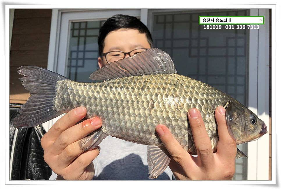 이어진 허리급 송전지 송도좌대 조황 (유료터정보 - 유료터점주조황)