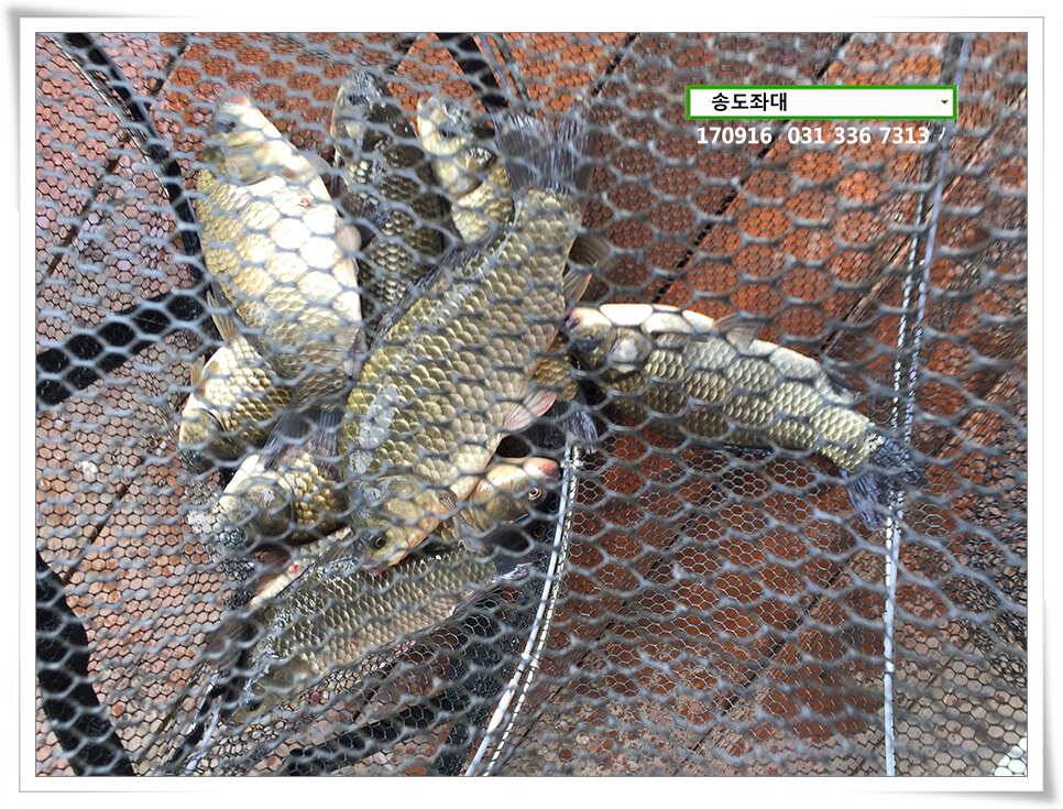 대물의 귀환송도좌대 조황 (유료터정보 - 유료터점주조황)