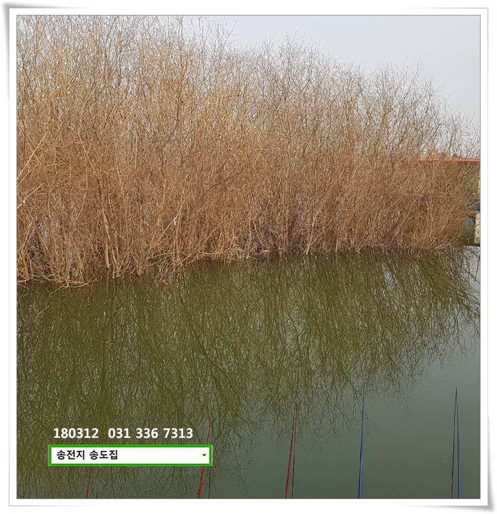 일기여건이 관건송전지 송도집 좌대 조황 (유료터정보 - 유료터점주조황)