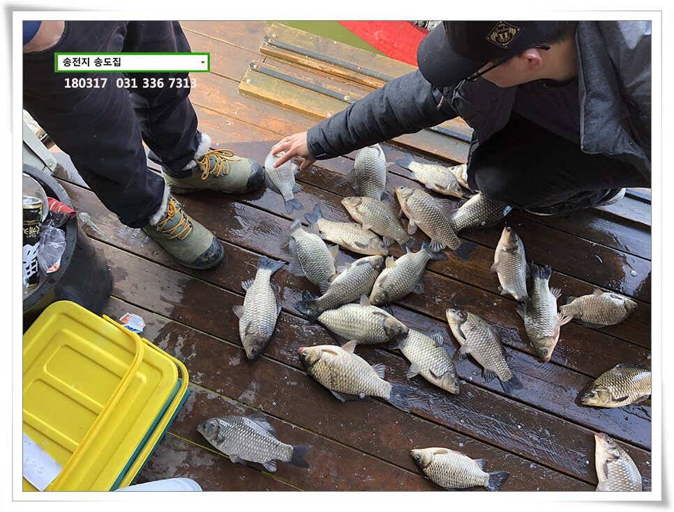 송전지 송전낚시터 송도집 좌대 조황 (유료터정보 - 유료터점주조황)