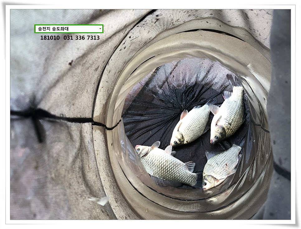 fish_pay_a6d1a_095122_85833.jpg