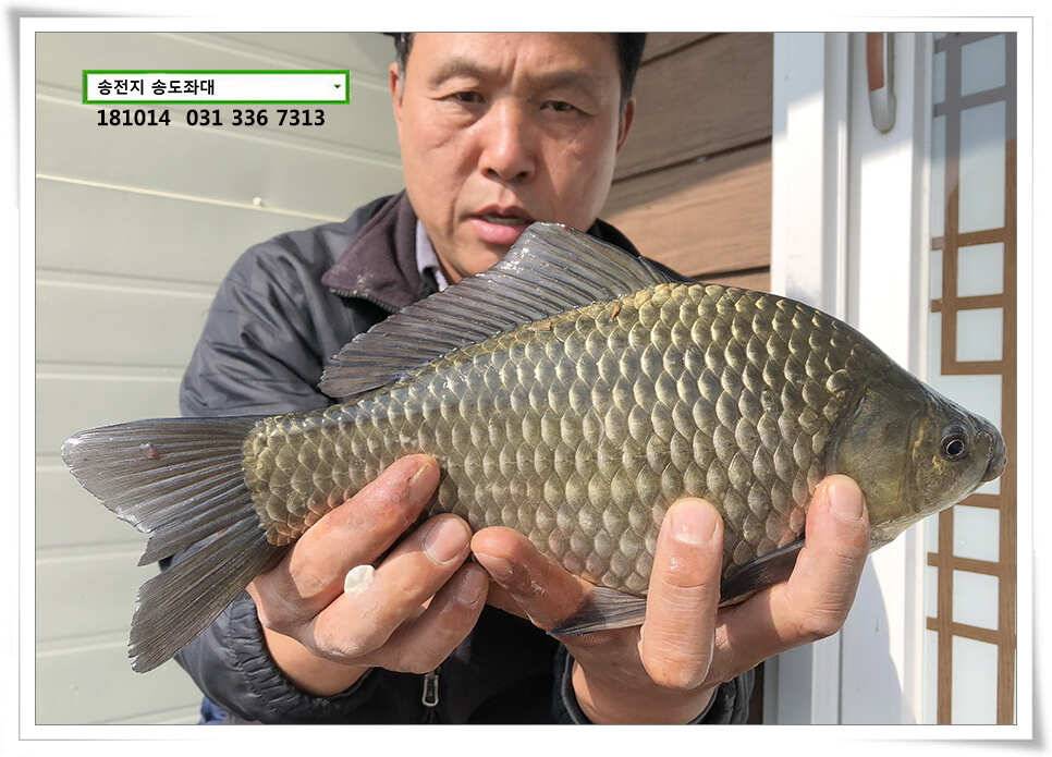 한 수 노리기 시전하는 김사장 (유료터정보 - 유료터점주조황)