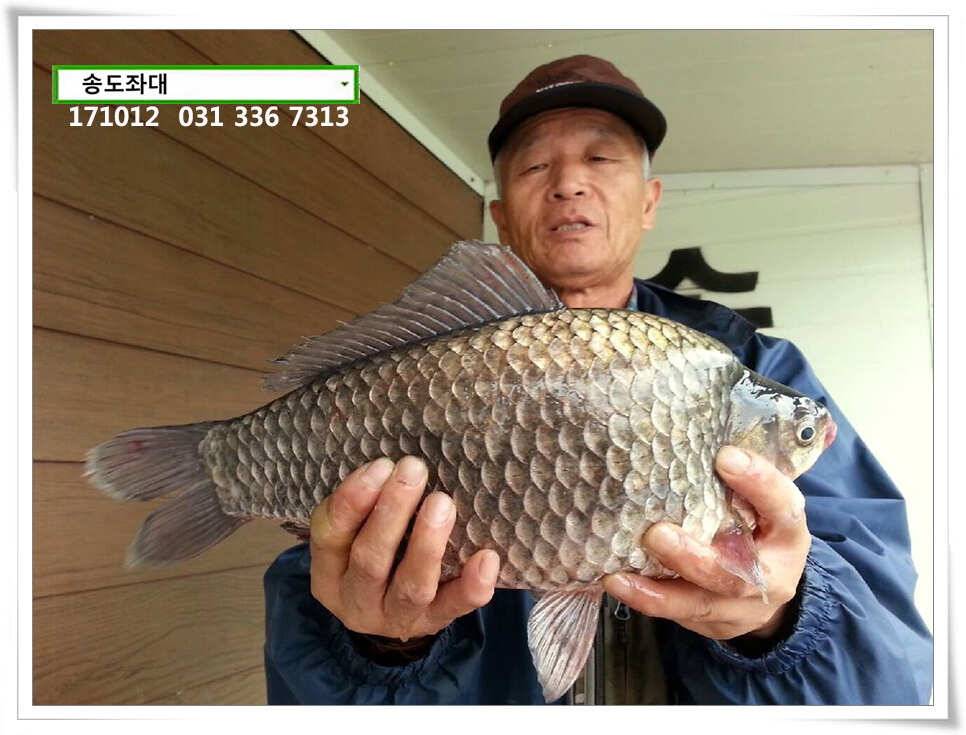 혹부리 허리급송도좌대 조황 (유료터정보 - 유료터점주조황)