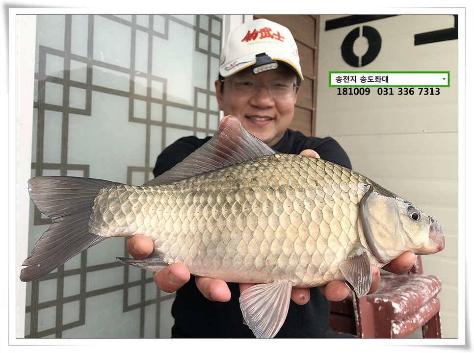 이어진 오름장 (유료터정보 - 유료터점주조황)