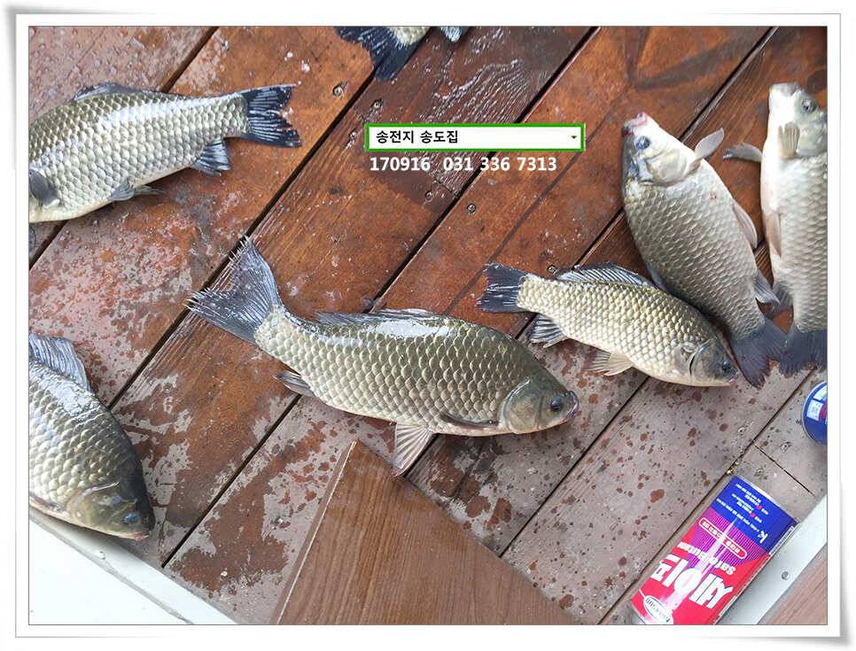 대물의 귀환송도좌대 조황 (유료터정보 - 유료터점주조황)