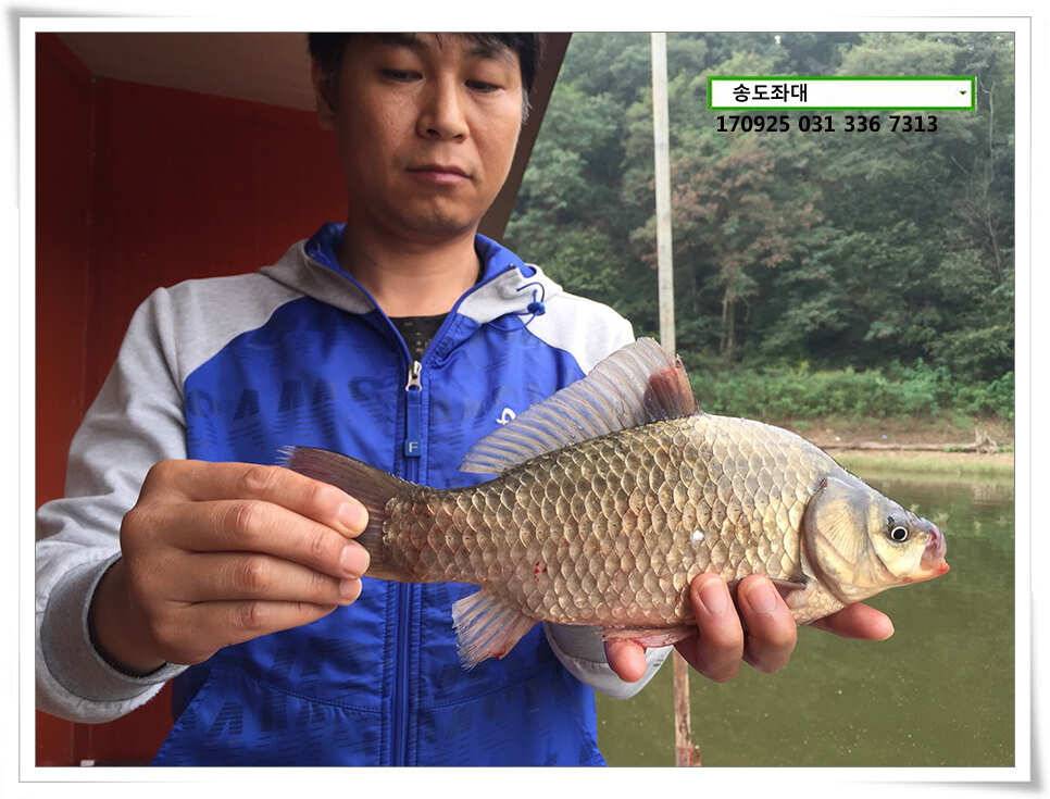 송전지 송도집 좌대 조황 (유료터정보 - 유료터점주조황)