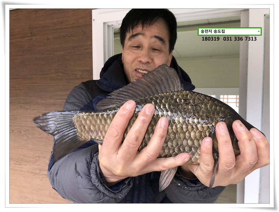 끄물끄물함에 대물 송전지 송도집 조황 (유료터정보 - 유료터점주조황)
