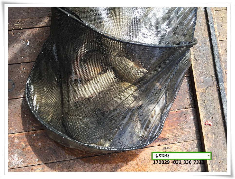 선선함 잇는송전지 송도 좌대 조황 (유료터정보 - 유료터점주조황)