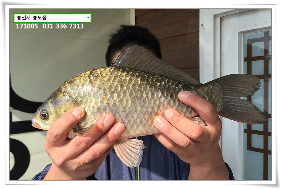 송전지 송도좌대 조황 (유료터정보 - 유료터점주조황)