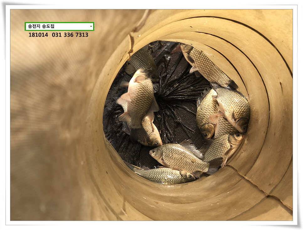 한 수 노리기 시전하는 김사장 (유료터정보 - 유료터점주조황)